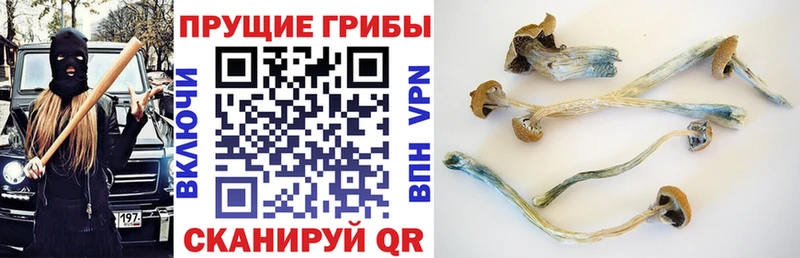 Галлюциногенные грибы прущие грибы  Мирный 